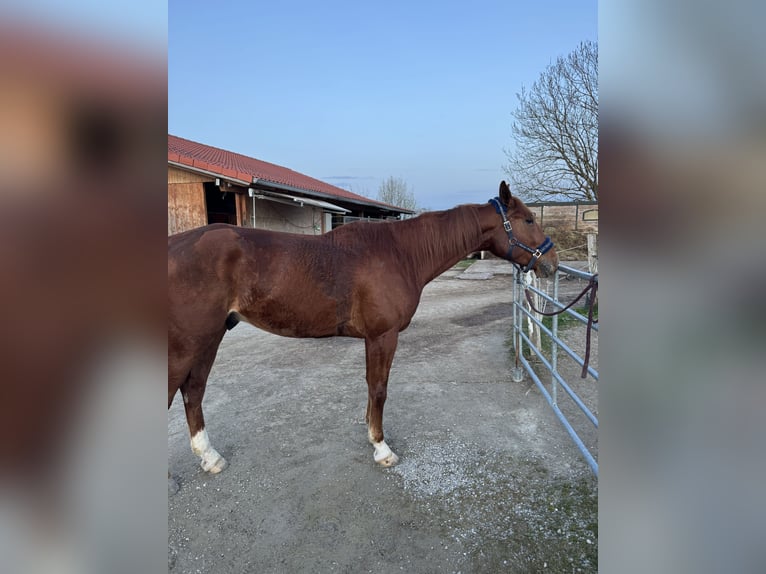Kłusak niemiecki Wałach 5 lat 167 cm Kasztanowata in Bruckmühl