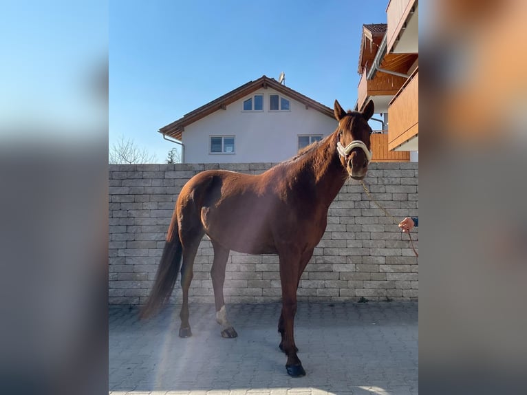 Kłusak niemiecki Wałach 6 lat 160 cm Kasztanowata in Bruckmühl
