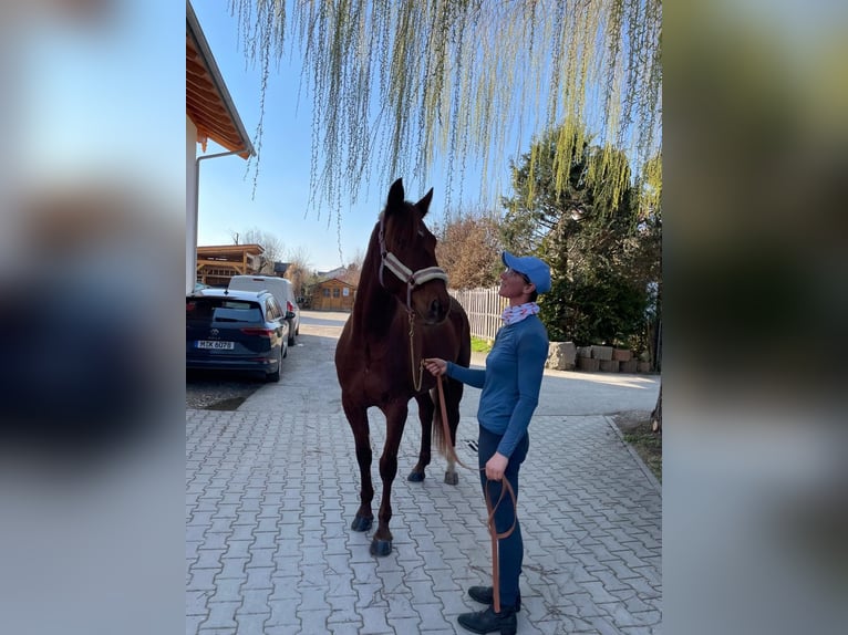 Kłusak niemiecki Wałach 6 lat 160 cm Kasztanowata in Bruckmühl