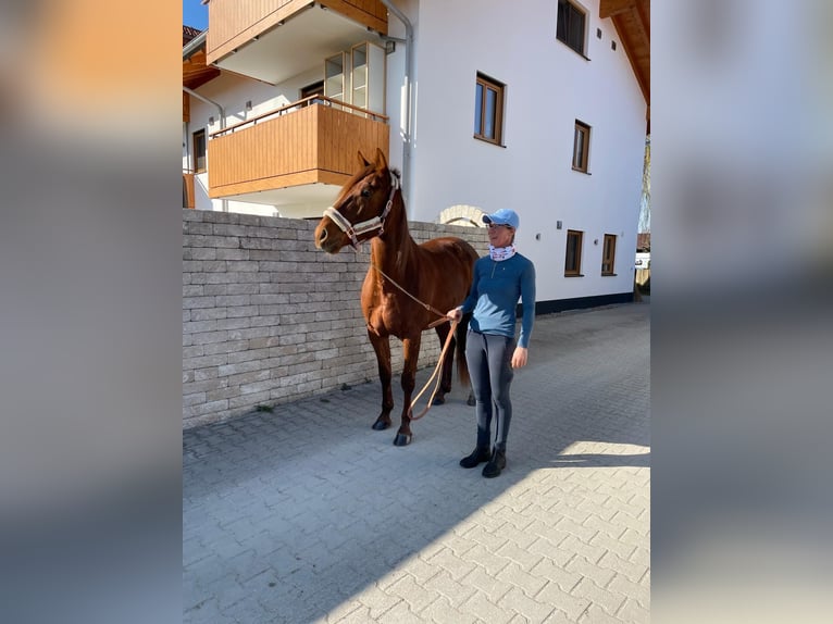 Kłusak niemiecki Wałach 6 lat 160 cm Kasztanowata in Bruckmühl