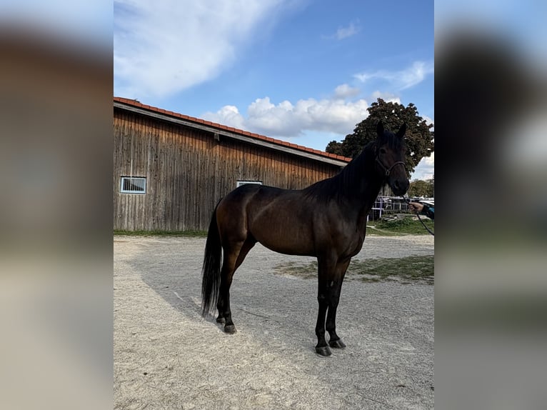 Kłusak niemiecki Wałach 6 lat 165 cm Ciemnogniada in München