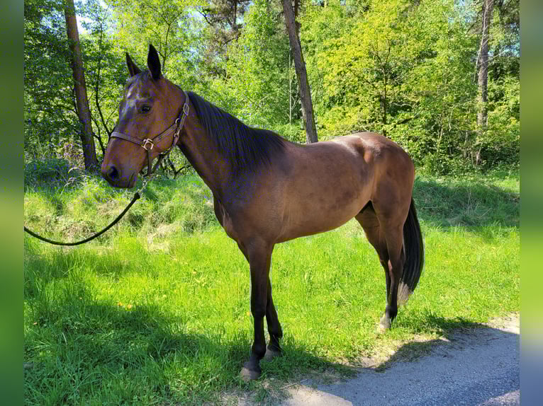 Kłusak niemiecki Wałach 6 lat 165 cm Gniada in Kevelaer