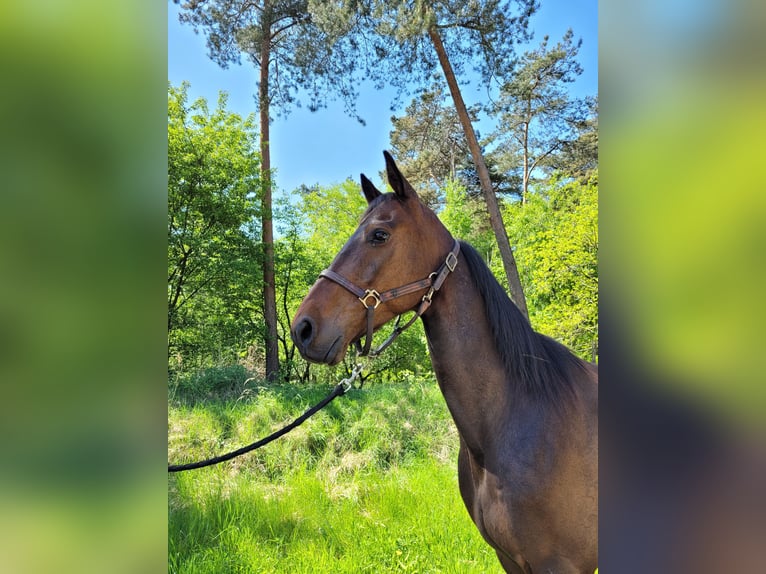 Kłusak niemiecki Wałach 6 lat 165 cm Gniada in Kevelaer