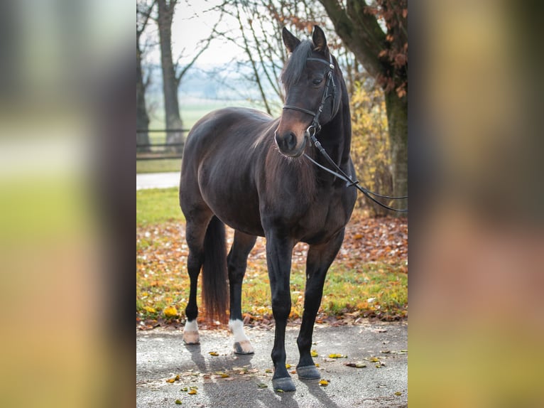 Kłusak niemiecki Wałach 8 lat 157 cm Ciemnogniada in Berg im Gau