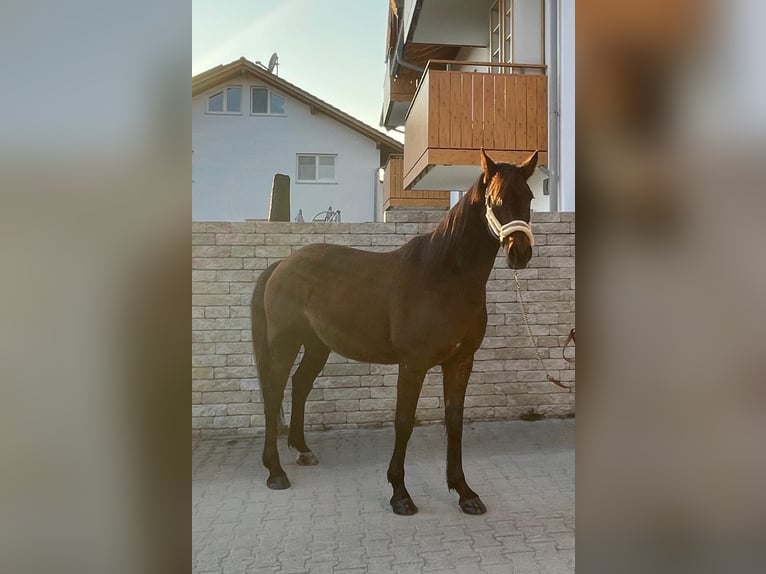 Kłusak niemiecki Wałach 8 lat 160 cm Gniada in Bruckmühl