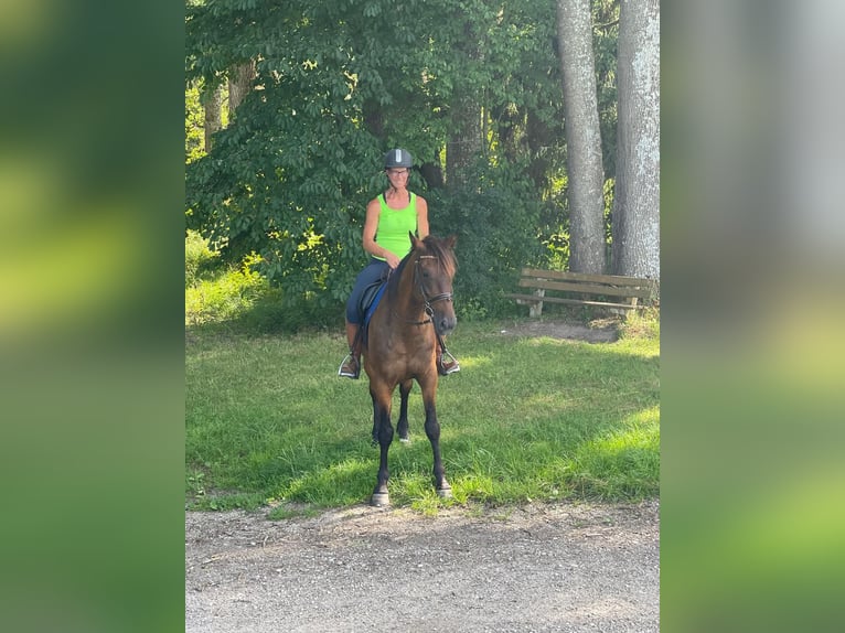Kłusak niemiecki Wałach 8 lat 160 cm Gniada in Bruckmühl