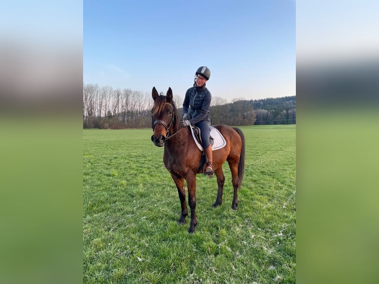 Kłusak niemiecki Wałach 8 lat 160 cm Gniada in Bruckmühl