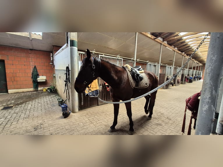 Kłusak niemiecki Wałach 8 lat 165 cm Ciemnogniada in Geesthacht