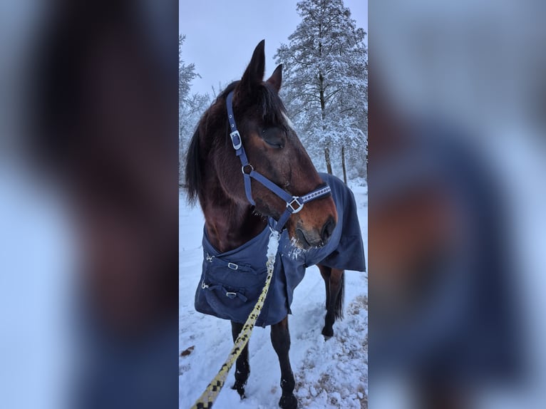 Kłusak niemiecki Wałach 8 lat 165 cm Ciemnogniada in Geesthacht