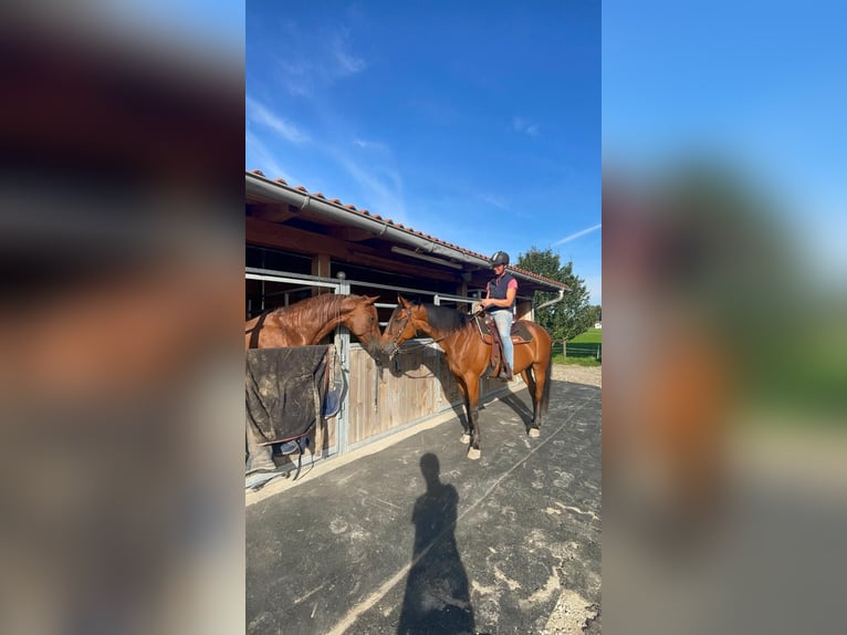 Kłusak niemiecki Wałach 9 lat 160 cm Gniada in Bruckmühl