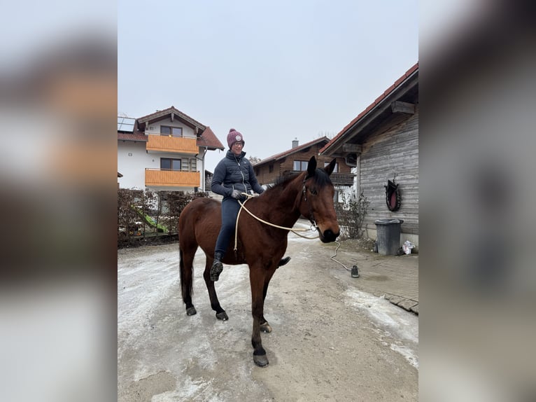 Kłusak niemiecki Wałach 9 lat 160 cm Gniada in Bruckmühl