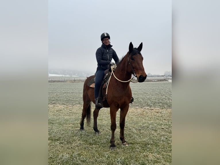 Kłusak niemiecki Wałach 9 lat 160 cm Gniada in Bruckmühl