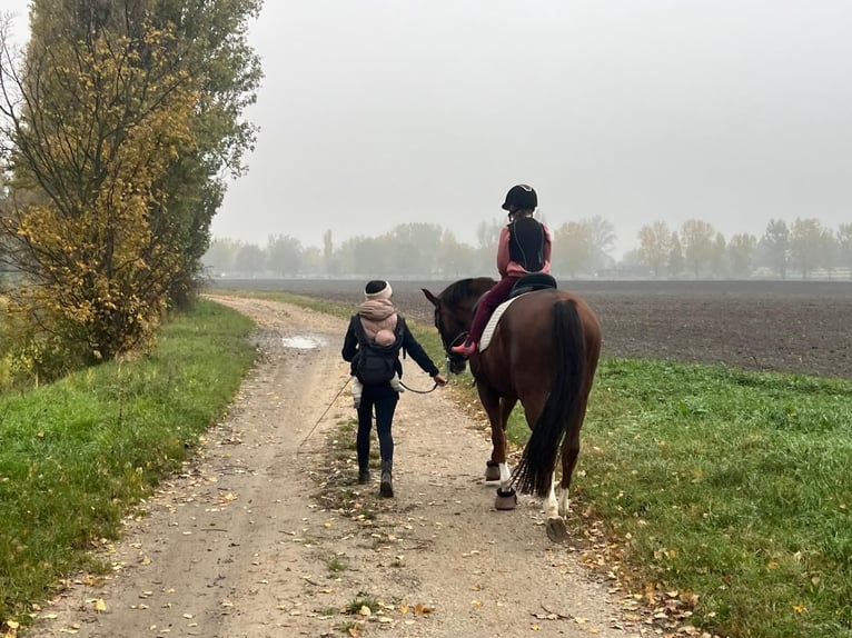 KWPN Caballo castrado 10 años 158 cm Alazán-tostado in Sankt Veit an der Glan