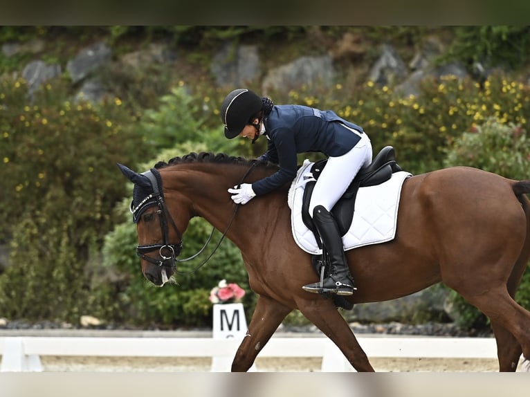 KWPN Caballo castrado 10 años 158 cm Alazán-tostado in Sankt Veit an der Glan