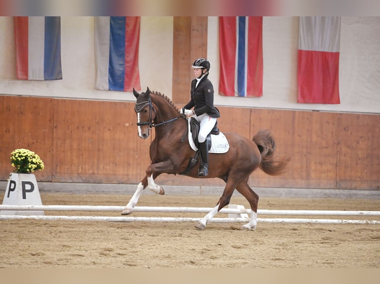 KWPN Caballo castrado 10 años 160 cm Alazán in Breitenfurt bei Wien