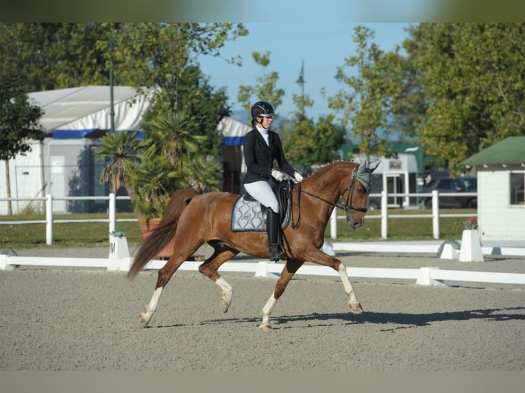 KWPN Caballo castrado 10 años 160 cm Alazán in Breitenfurt bei Wien