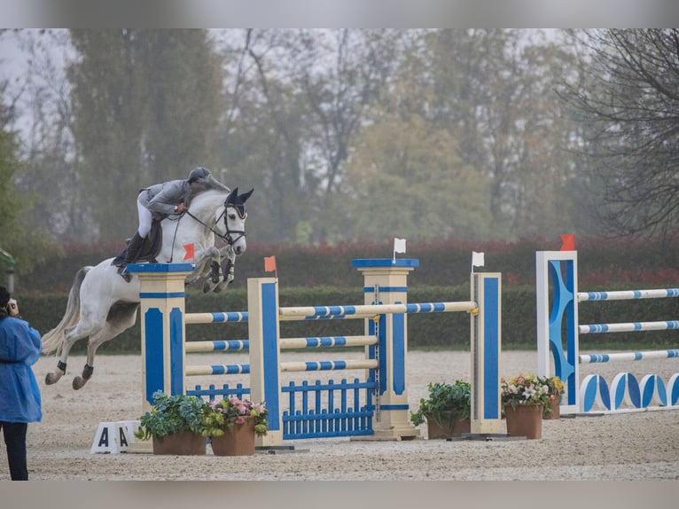 KWPN Caballo castrado 10 años 164 cm Tordo in Como