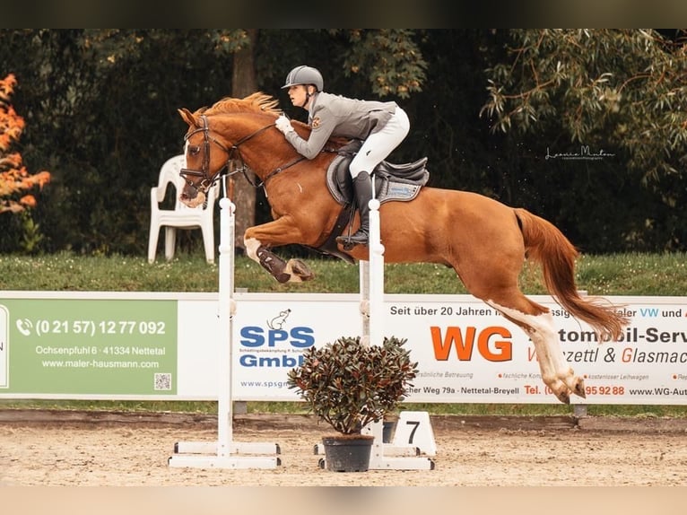 KWPN Caballo castrado 10 años 165 cm Alazán in NettetalNettetal