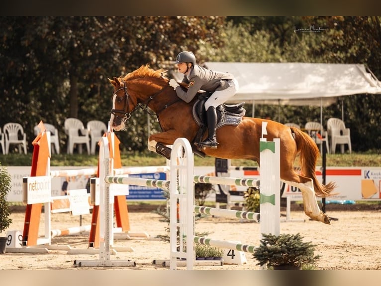 KWPN Caballo castrado 10 años 165 cm Alazán in NettetalNettetal