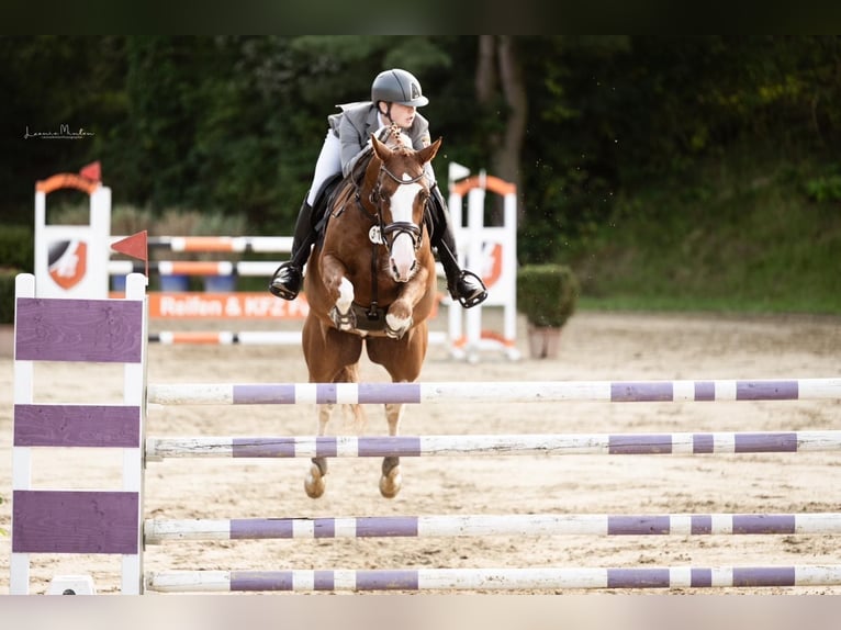 KWPN Caballo castrado 10 años 165 cm Alazán in NettetalNettetal