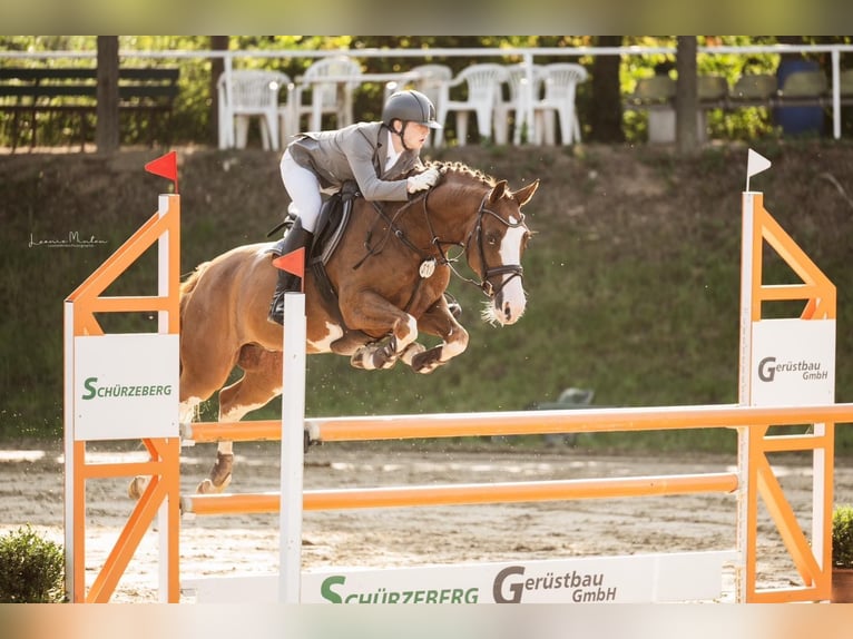 KWPN Caballo castrado 10 años 165 cm Alazán in NettetalNettetal