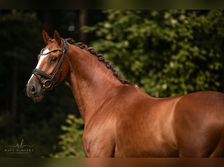 KWPN Caballo castrado 10 años 165 cm Alazán-tostado in Wehringen
