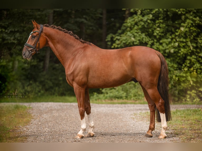 KWPN Caballo castrado 10 años 165 cm Alazán-tostado in Wehringen
