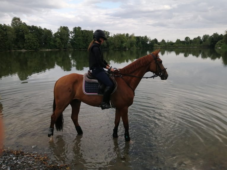 KWPN Caballo castrado 10 años 166 cm Alazán in Zell unter Aichelberg