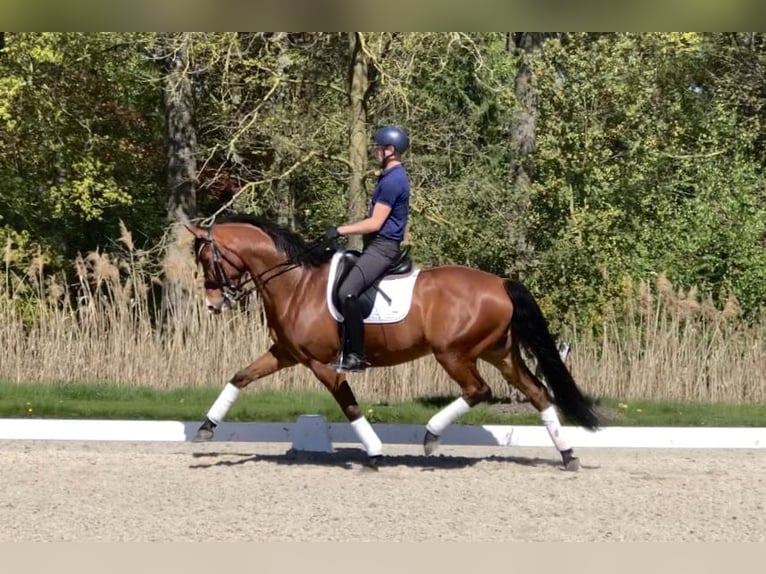 KWPN Caballo castrado 10 años 167 cm Castaño in Bree