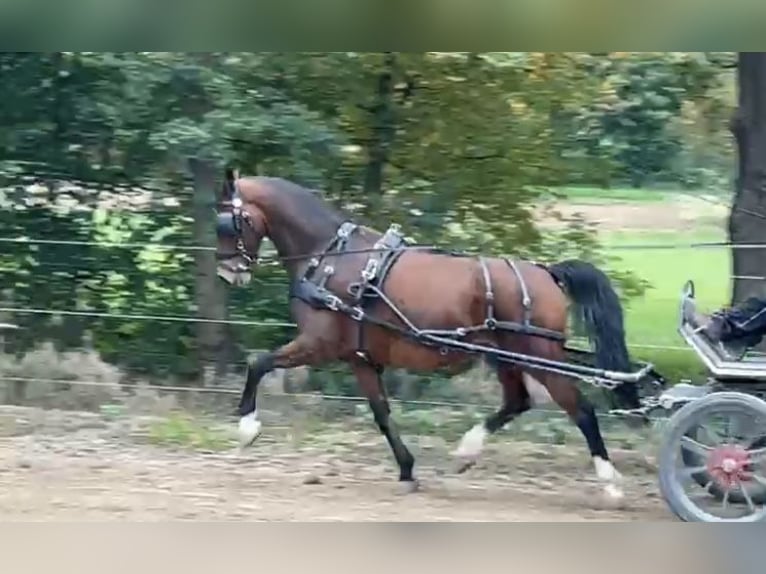 KWPN Caballo castrado 10 años 167 cm Castaño in Bruchsal