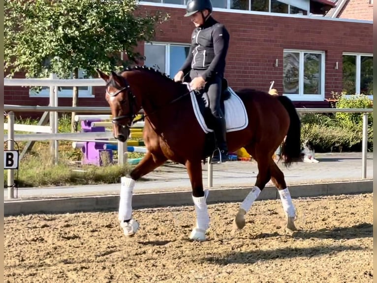 KWPN Caballo castrado 10 años 167 cm Castaño in Drensteinfurt