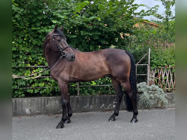 KWPN Caballo castrado 10 años 167 cm Castaño oscuro in Grabs