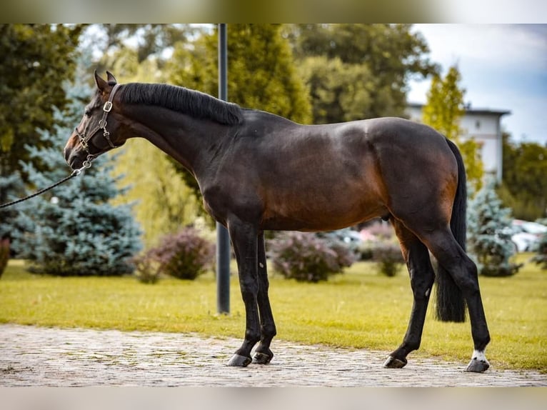 KWPN Caballo castrado 10 años 167 cm Morcillo in D&#x119;bica