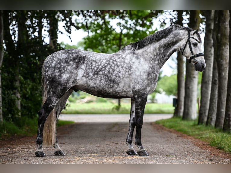 KWPN Caballo castrado 10 años 167 cm Tordo in Bergen op Zoom