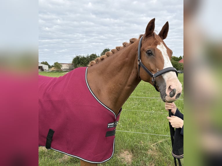 KWPN Caballo castrado 10 años 168 cm Alazán in Freystadt