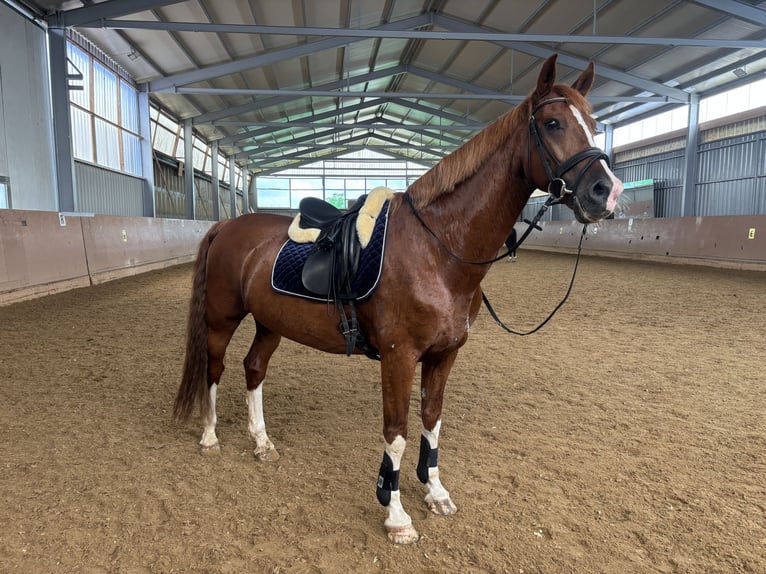 KWPN Caballo castrado 10 años 168 cm Alazán in Wieselburg-Land