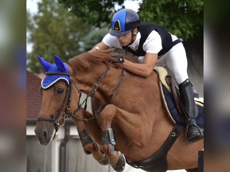 KWPN Caballo castrado 10 años 168 cm Alazán in Milano