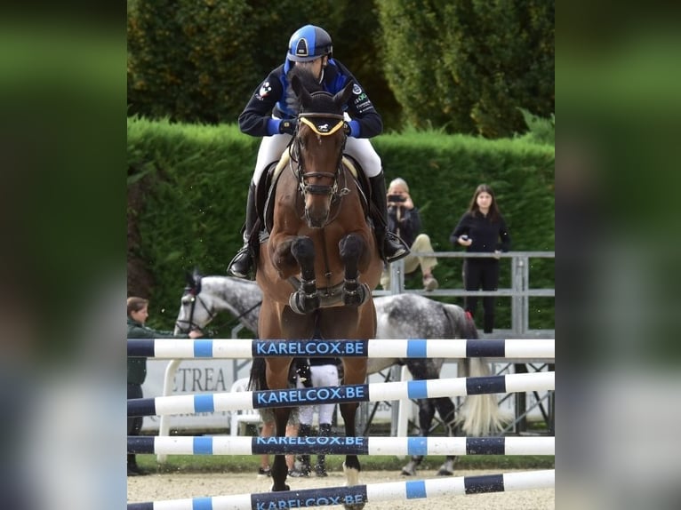 KWPN Caballo castrado 10 años 168 cm Alazán in Milano