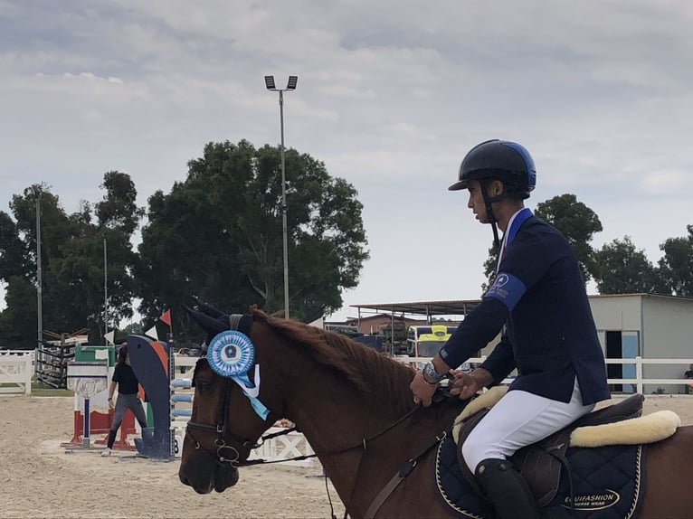 KWPN Caballo castrado 10 años 168 cm Alazán in Milano