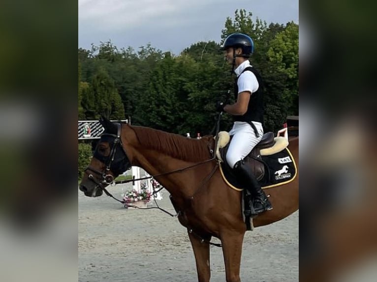 KWPN Caballo castrado 10 años 168 cm Alazán in Milano