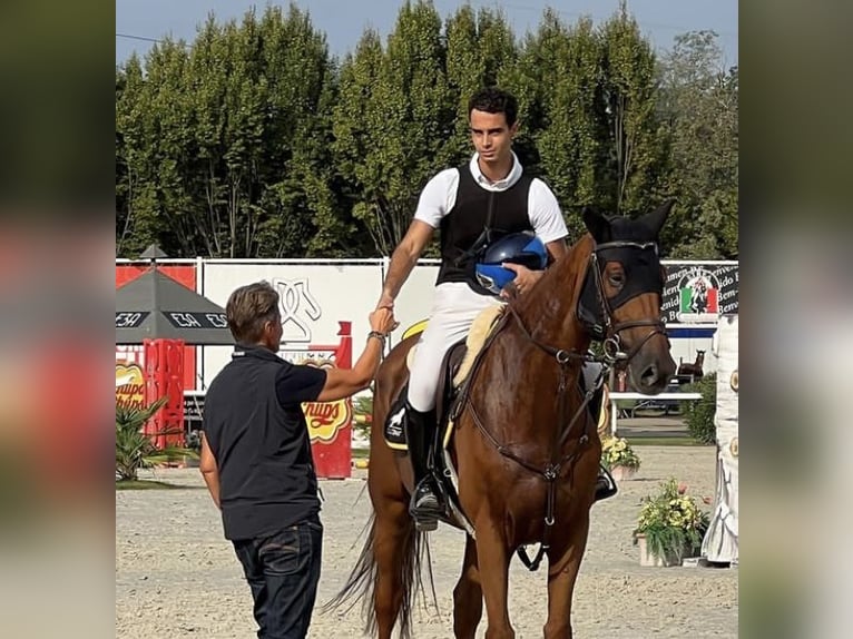 KWPN Caballo castrado 10 años 168 cm Alazán in Milano