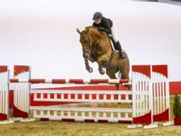 KWPN Caballo castrado 10 años 168 cm Alazán in Waddinxveen