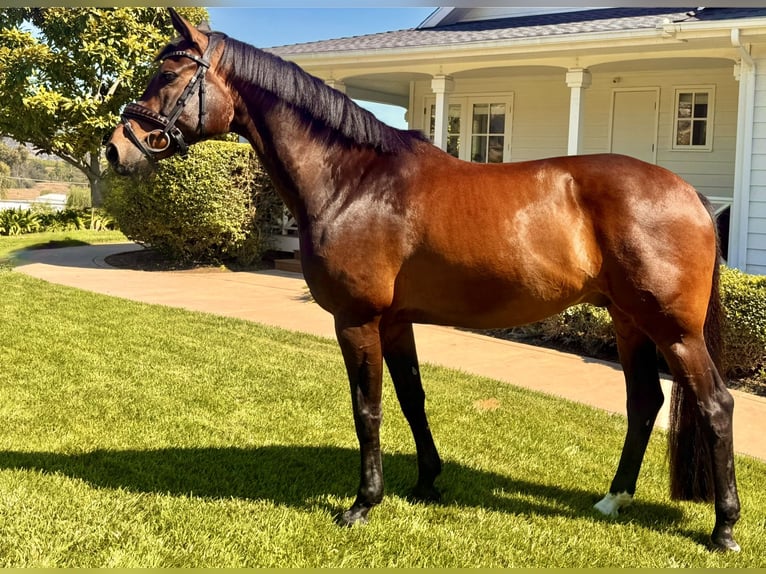 KWPN Caballo castrado 10 años 168 cm Castaño in San Marcos, California