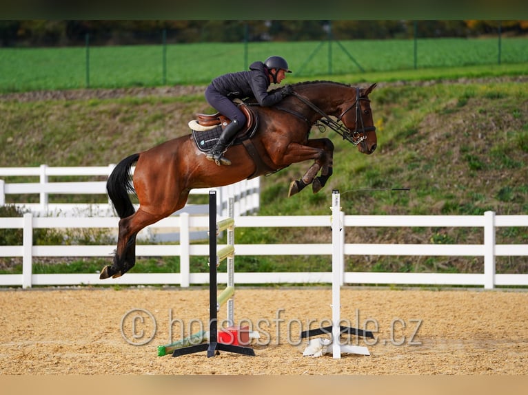 KWPN Caballo castrado 10 años 168 cm Castaño in S&#xFC;dlich von Prag