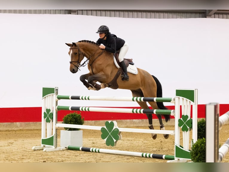 KWPN Caballo castrado 10 años 168 cm Castaño oscuro in Waddinxveen