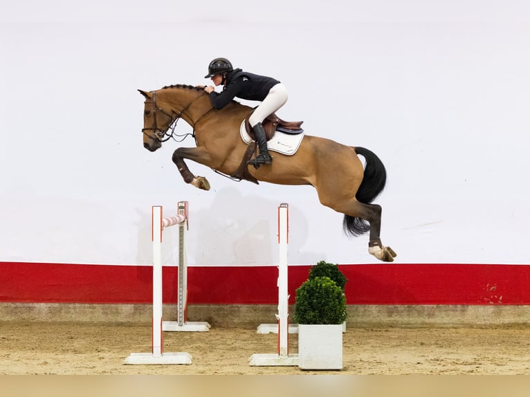 KWPN Caballo castrado 10 años 168 cm Castaño oscuro in Waddinxveen