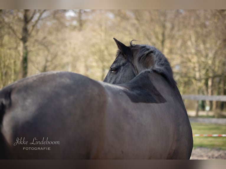 KWPN Caballo castrado 10 años 168 cm Negro in Zutphen