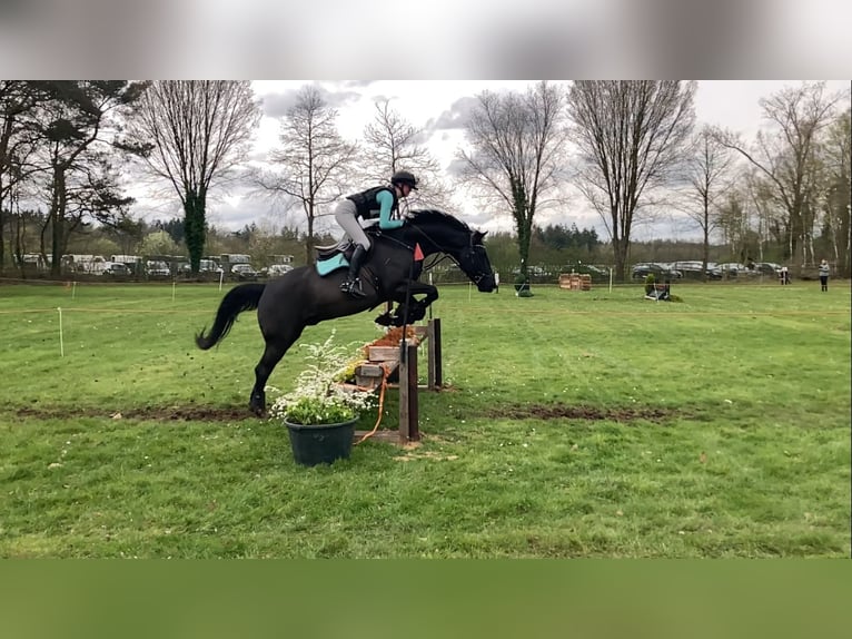 KWPN Caballo castrado 10 años 168 cm Negro in Zutphen