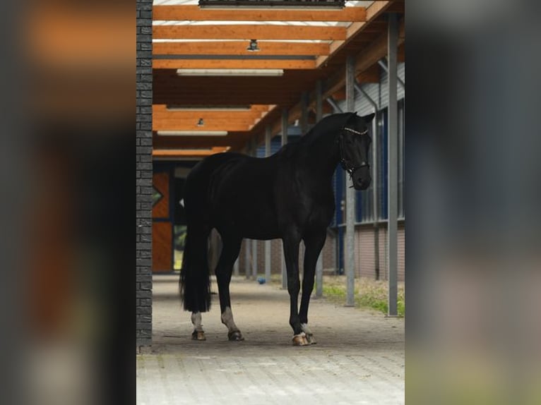 KWPN Caballo castrado 10 años 168 cm Negro in Zutphen