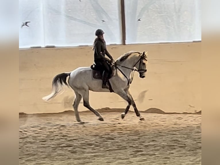 KWPN Caballo castrado 10 años 168 cm Tordo in Pelmberg